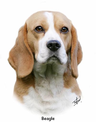 Beagle 9Y313D-030.jpg